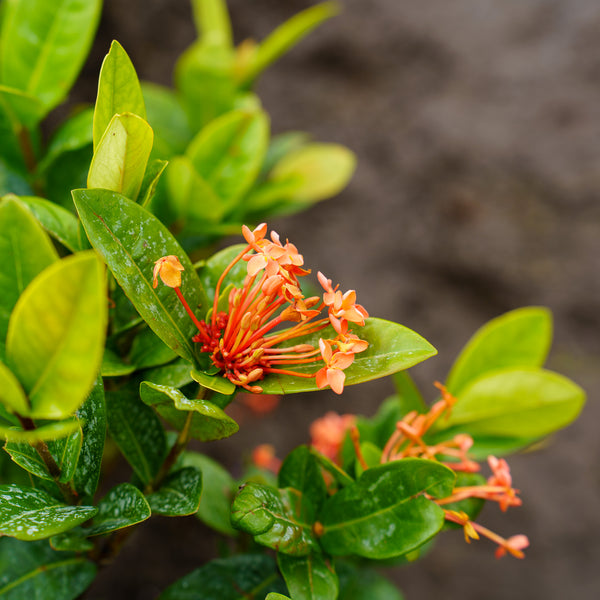 Maui Red Ixora