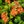 Load image into Gallery viewer, Maui Red Ixora