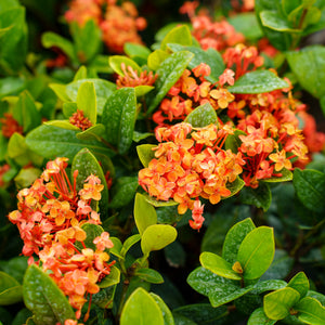 Maui Red Ixora