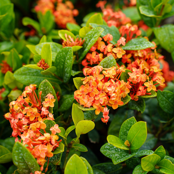 Maui Red Ixora