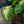 Load image into Gallery viewer, Maui Sunrise Elephant Ear