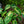 Load image into Gallery viewer, Maui Sunrise Elephant Ear
