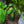 Load image into Gallery viewer, Maui Sunrise Elephant Ear
