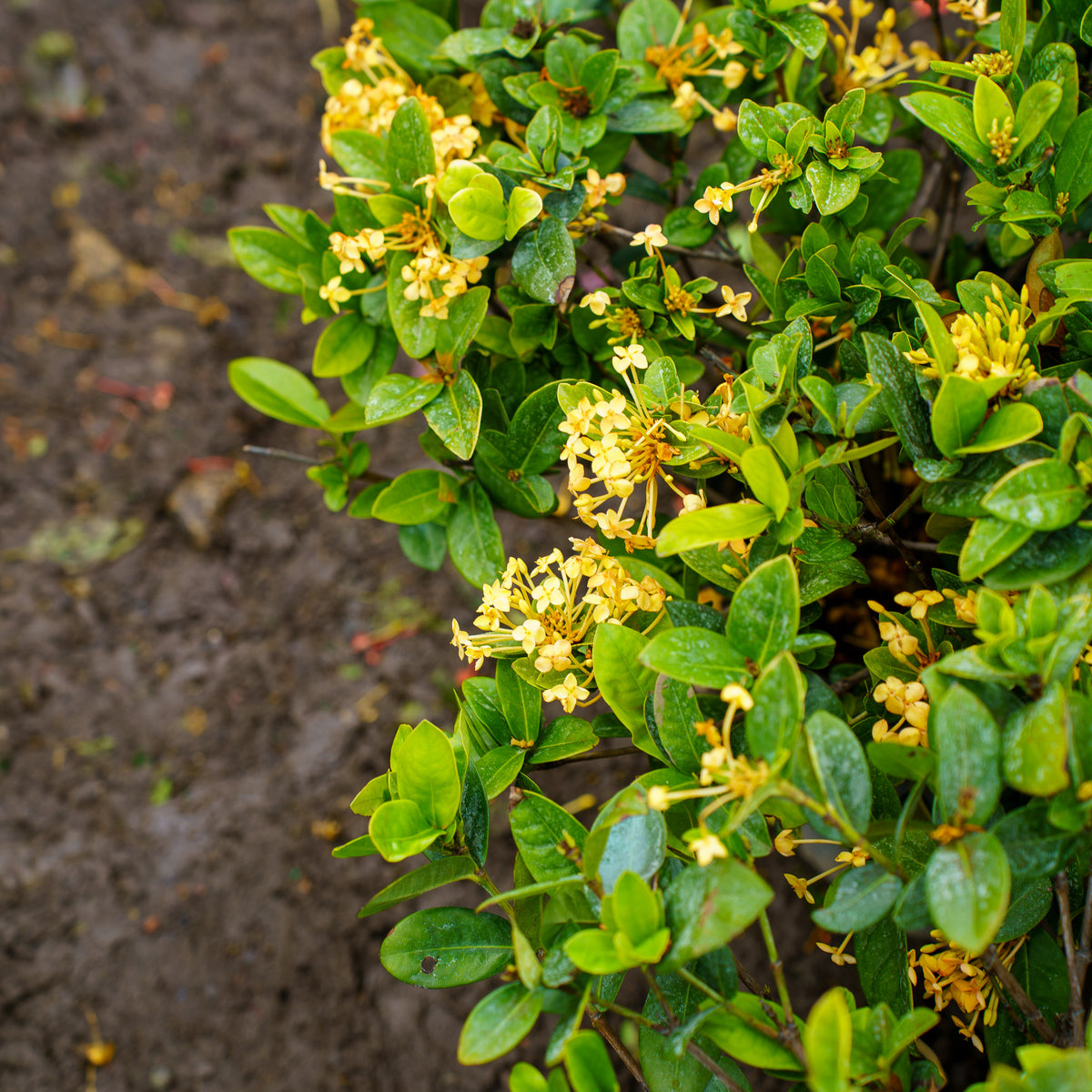 Maui Yellow Ixora – Plant Detectives