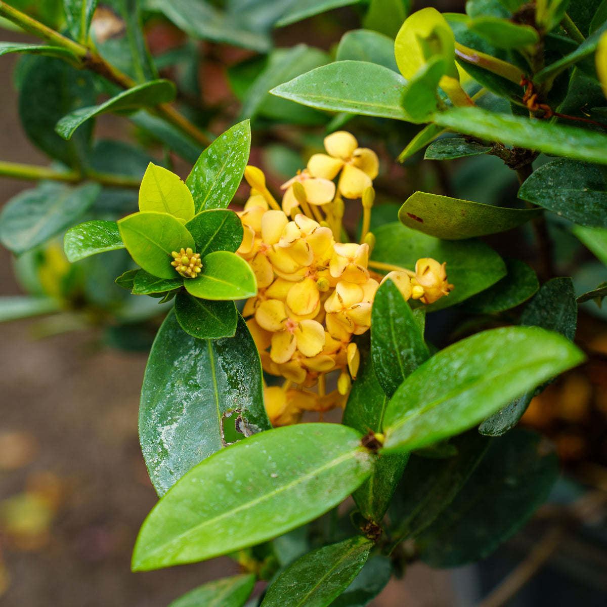 ixora coccinea plant Maui Yellow Ixora – Plant Detectives