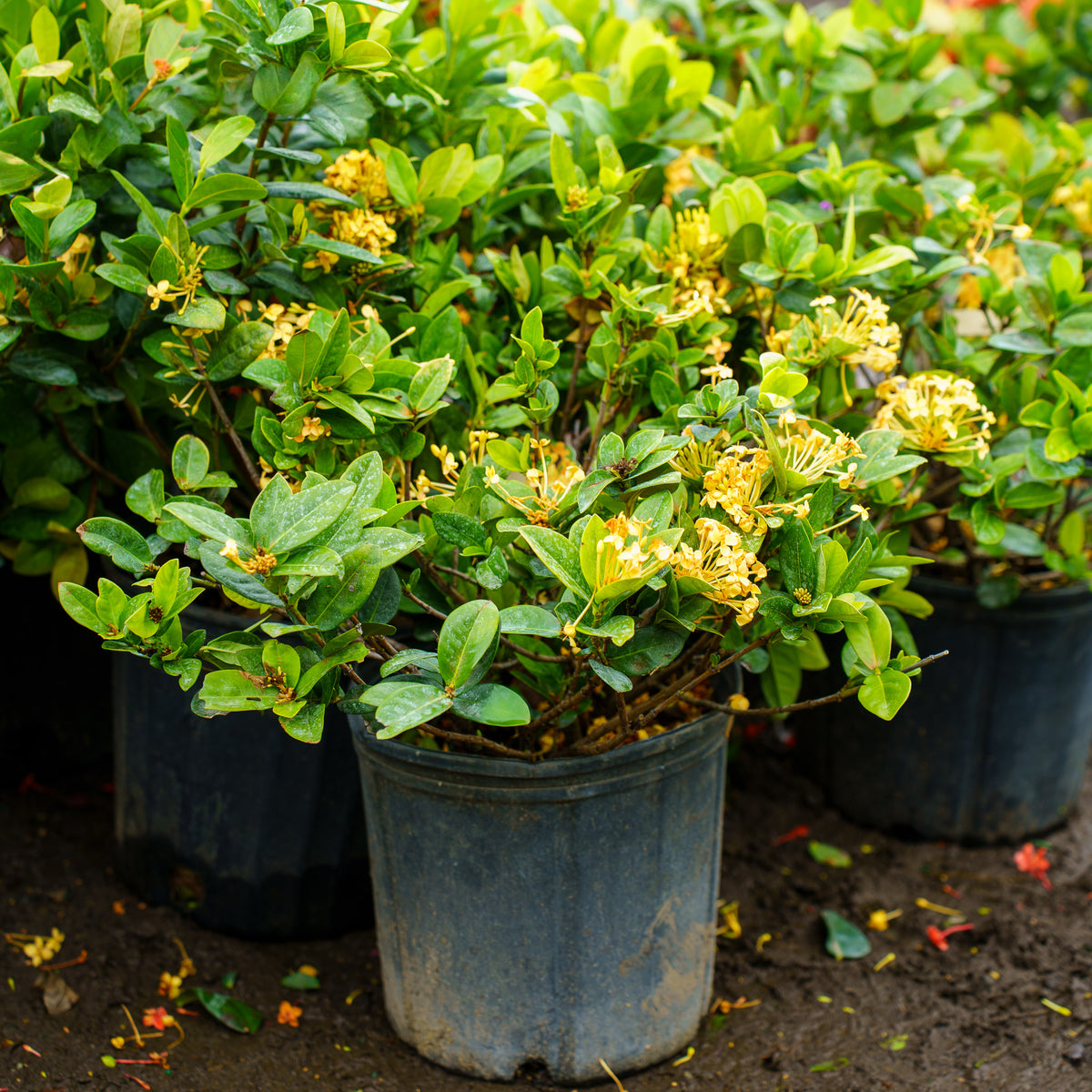 yellow potted plant Maui Yellow Ixora – Plant Detectives