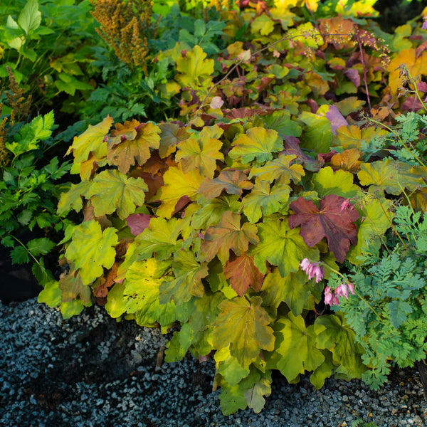 Mega Caramel Coral Bells