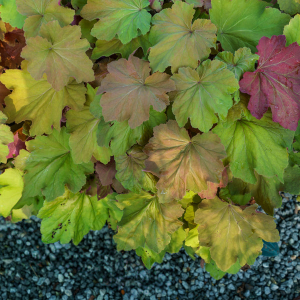 Mega Caramel Coral Bells