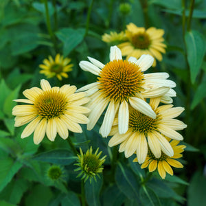 Mellow Yellows Coneflower