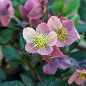 Merlin Christmas Rose