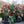Load image into Gallery viewer, Merlin Christmas Rose