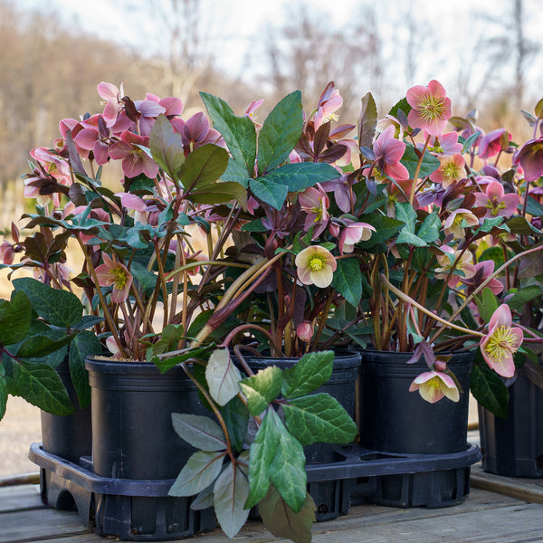 Merlin Christmas Rose
