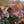 Load image into Gallery viewer, Merlin Christmas Rose