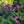 Load image into Gallery viewer, Merlot Coneflower