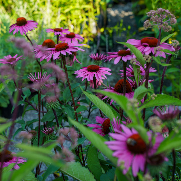 Merlot Coneflower