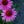 Load image into Gallery viewer, Merlot Coneflower