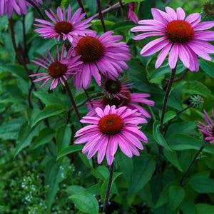 Merlot Coneflower