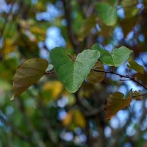 Merlot Eastern Redbud