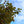 Load image into Gallery viewer, Merlot Eastern Redbud