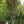 Load image into Gallery viewer, Merlot Eastern Redbud