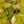 Load image into Gallery viewer, Merlot Virginia Sweetspire