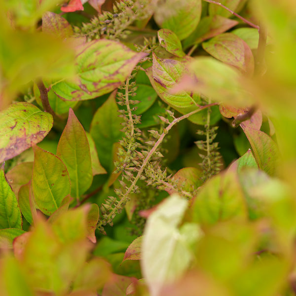 Merlot Virginia Sweetspire