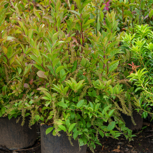 Merlot Virginia Sweetspire