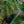 Load image into Gallery viewer, Mexican Feather Grass