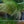 Load image into Gallery viewer, Mexican Feather Grass