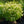 Load image into Gallery viewer, Michael Dodge Viburnum