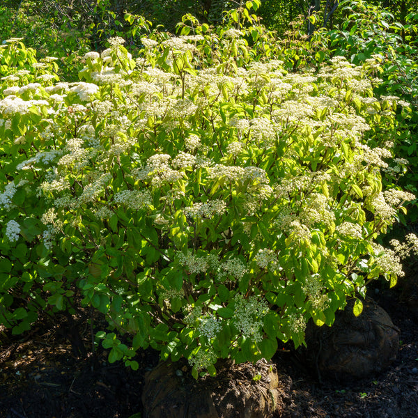 Michael Dodge Viburnum
