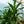 Load image into Gallery viewer, Michiko Dracaena