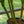 Load image into Gallery viewer, Michiko Dracaena