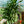 Load image into Gallery viewer, Michiko Dracaena