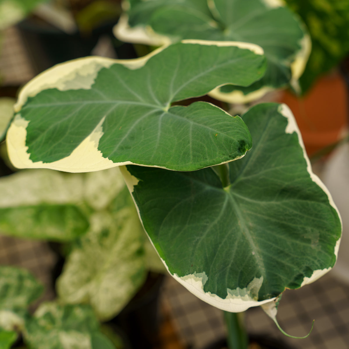 mickey mouse taro elephant ear plant Mickey Mouse Plant – Plant Detectives