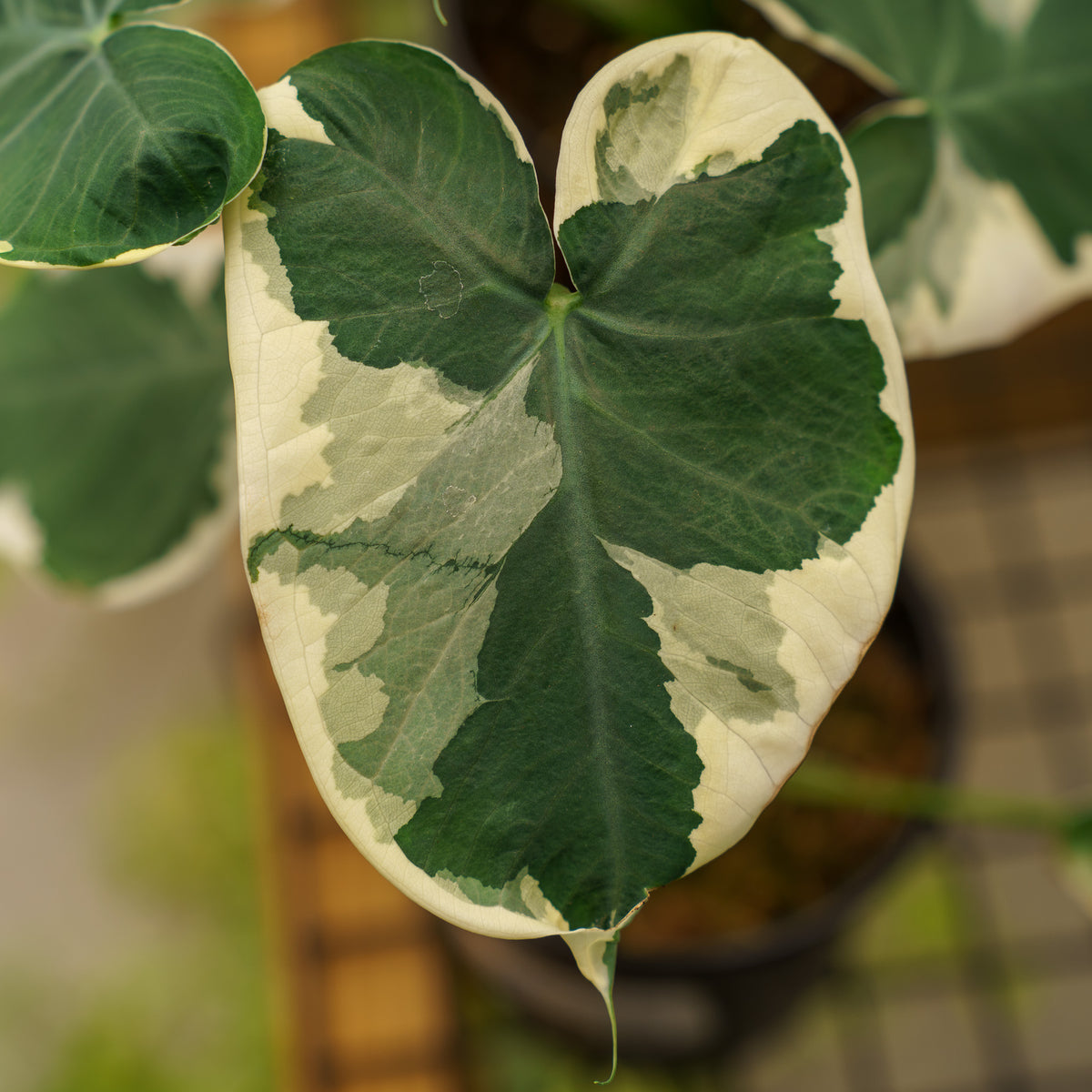 Mickey Mouse Plant – Plant Detectives