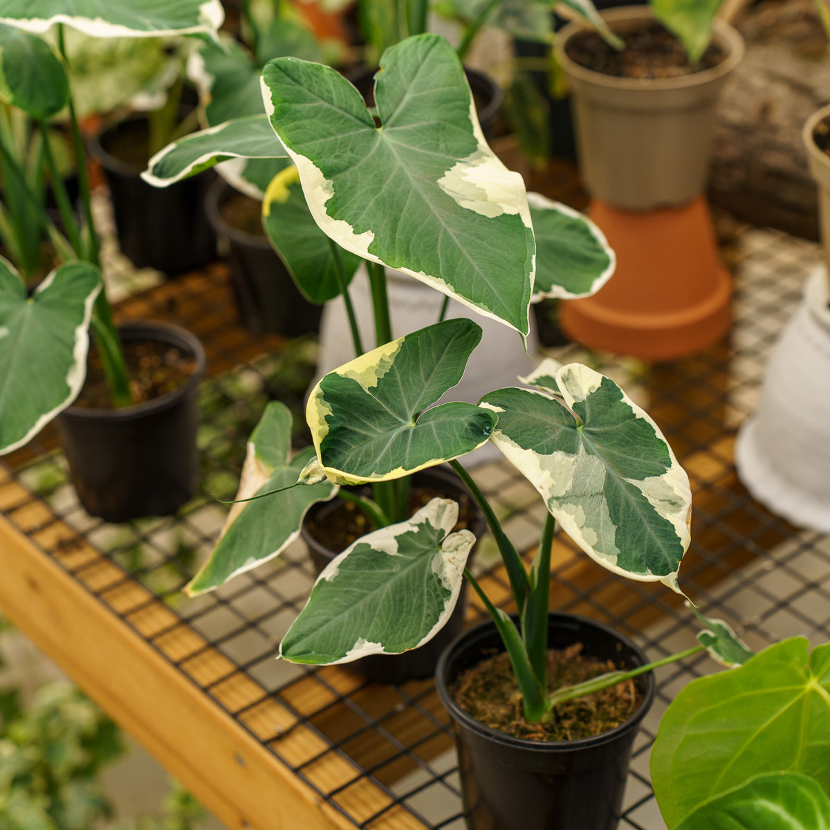mickey mouse elephant ear plant Mickey Mouse Plant – Plant Detectives