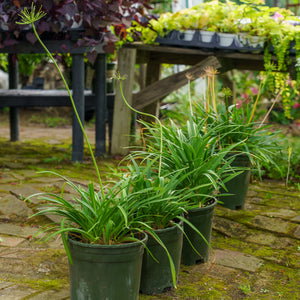 Midknight Blue Agapanthus