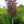 Load image into Gallery viewer, Midnight Express Eastern Redbud
