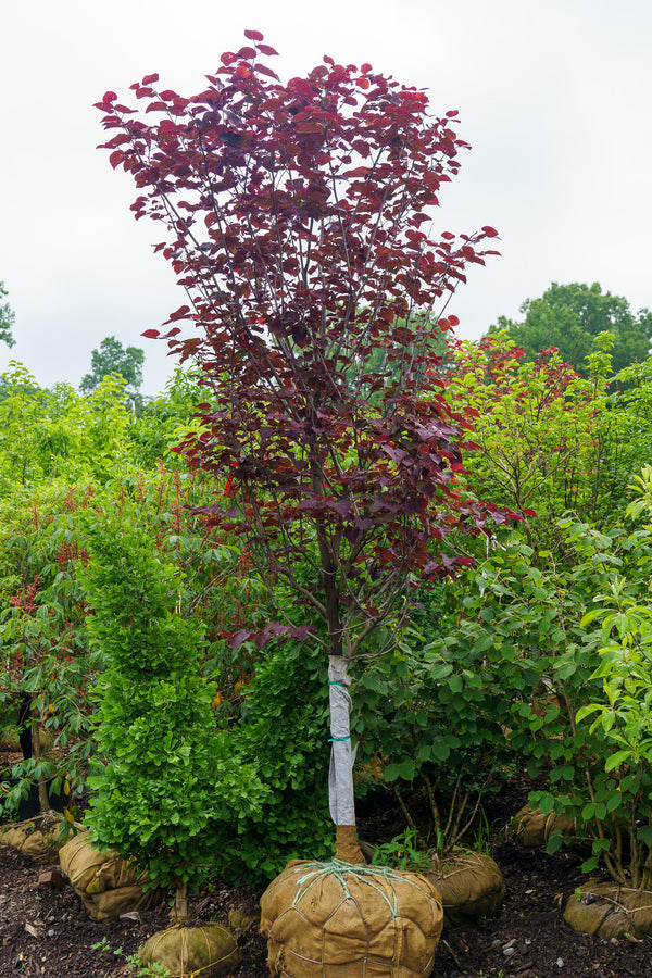 Midnight Express Eastern Redbud