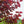 Load image into Gallery viewer, Midnight Express Eastern Redbud