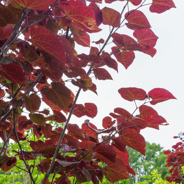 Midnight Express Eastern Redbud