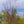 Load image into Gallery viewer, Midnight Express Eastern Redbud