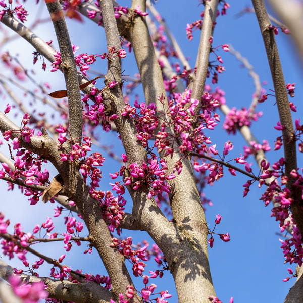 Midnight Express Eastern Redbud