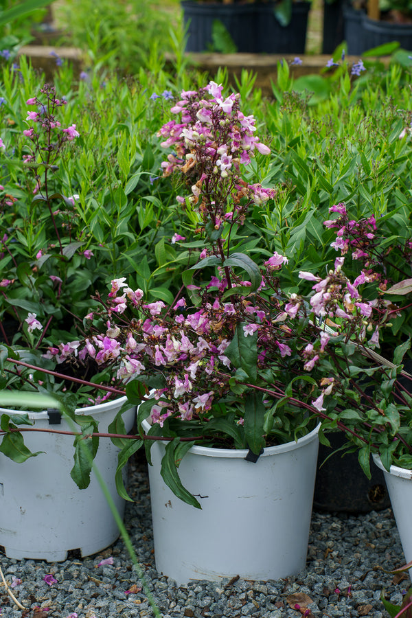 Midnight Masquerade Beard Tongue