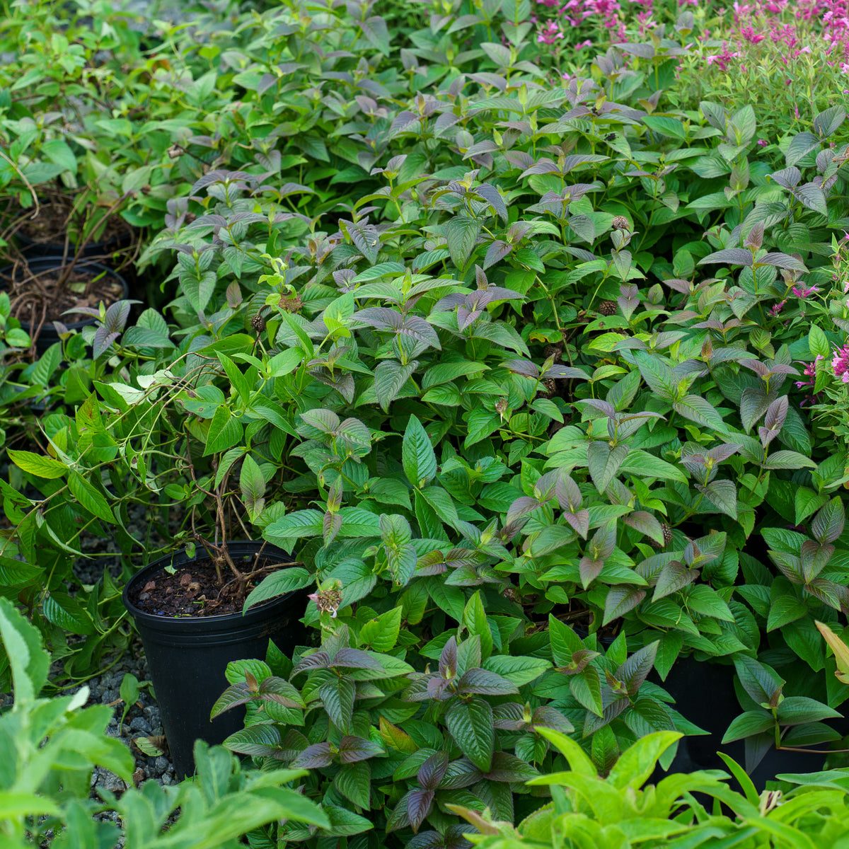 MidnightOilEasternBeeBalm_1_12