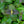 Load image into Gallery viewer, Midnight Oil Eastern Bee Balm