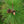 Load image into Gallery viewer, Mikawa Japanese Black Pine