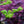 Load image into Gallery viewer, Mikawa Yatsubusa Japanese Maple - Japanese Maple - Japanese Maples