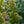 Load image into Gallery viewer, Mikawa Yatsubusa Japanese Maple